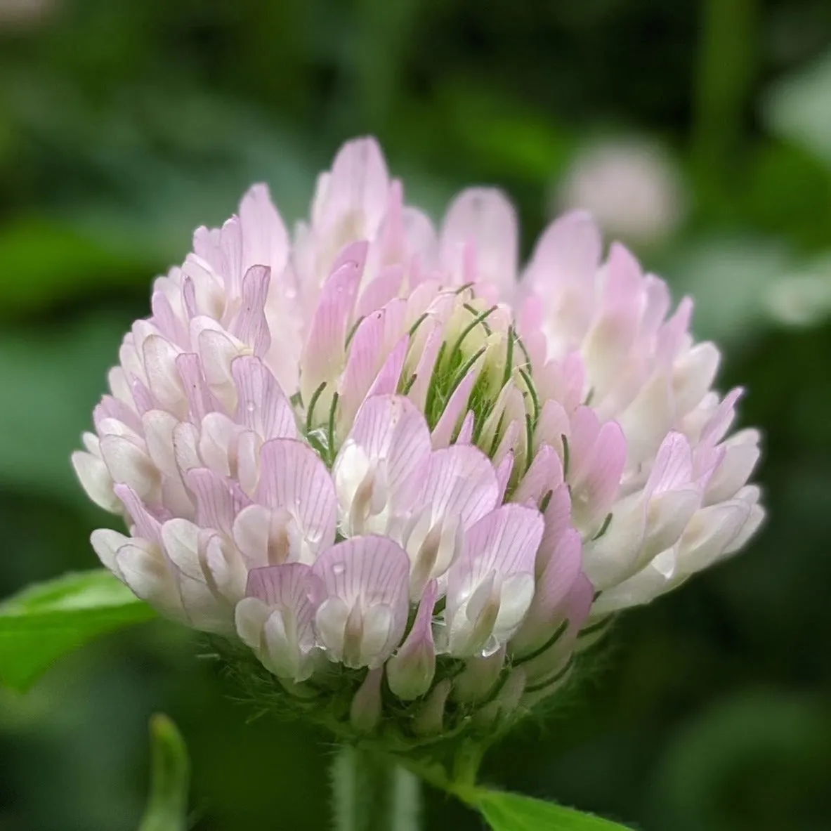 WHITE CLOVER - EYESHADOW